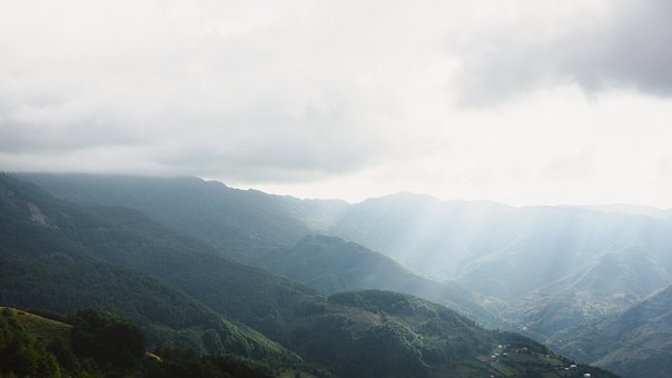 Free Forest Nature photo and picture