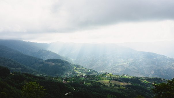 Free Forest Nature photo and picture