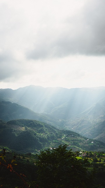 Free Forest Nature photo and picture