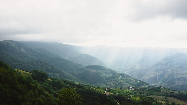Free Forest Nature photo and picture