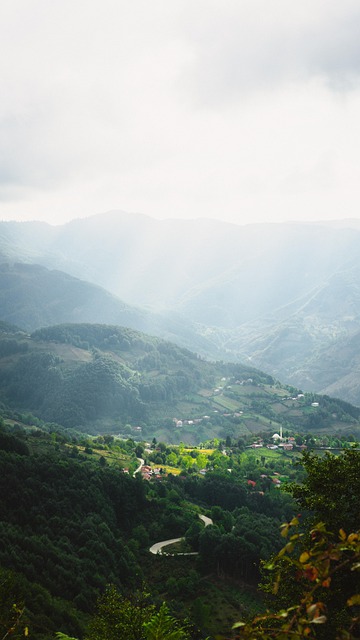 Free Forest Nature photo and picture