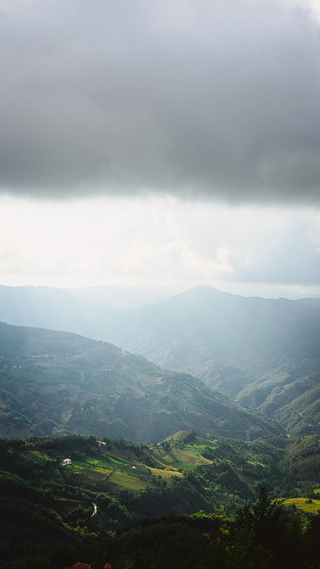 Free Forest Nature photo and picture