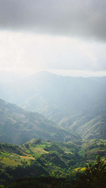 Free Forest Nature photo and picture