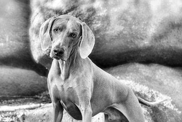 Free Animal Dog photo and picture