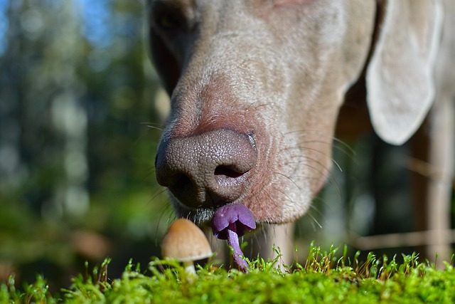 Free Mushrooms Dog photo and picture