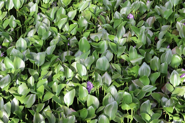 Plantaardige, Vijver, Flora, Lilly
