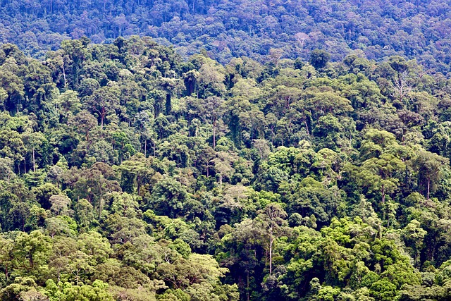 Jungle, Landschap, Bomen, Natuur