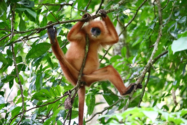 Aap, Langur, Borneo, Dieren In Het Wild