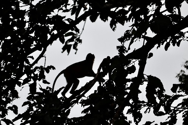 Aap, Silhouet, Dieren In Het Wild