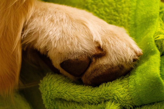 Free Paw Dog photo and picture