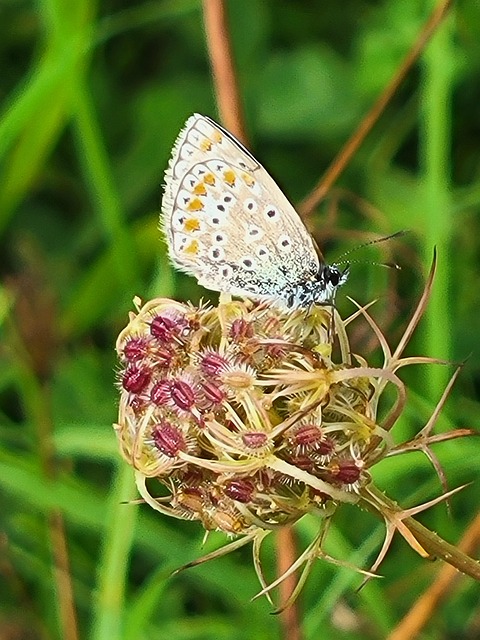Free Butterfly Nature photo and picture