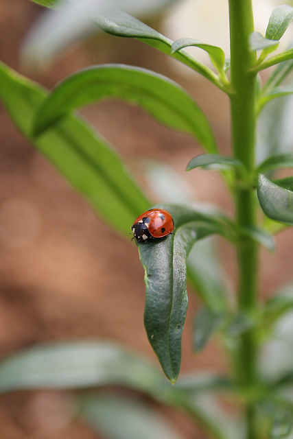 Free Ladybug Insect photo and picture