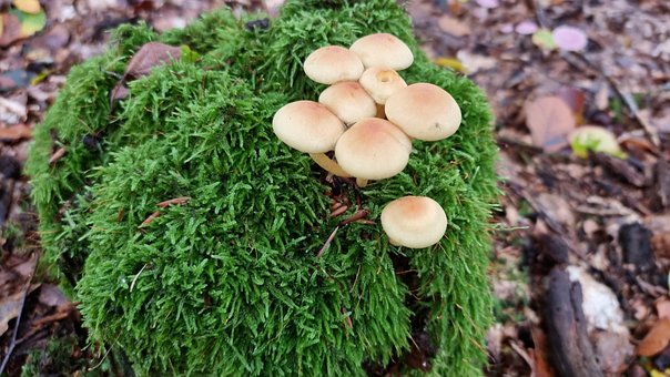 Free Forest Mushrooms photo and picture