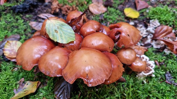 Free Forest Mushrooms photo and picture