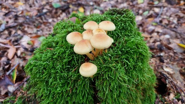 Free Forest Mushrooms photo and picture