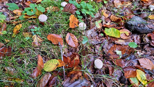 Free Forest Mushrooms photo and picture