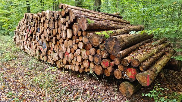 Free Forest Tree Trunks photo and picture