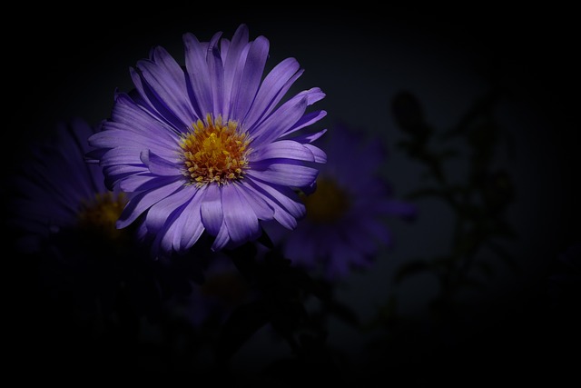 Free Flower Decoration photo and picture