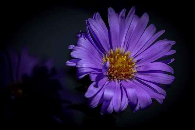 Free Flower Decoration photo and picture