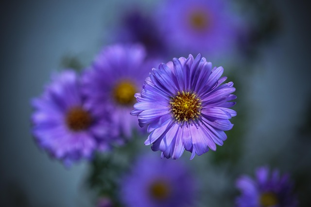 Free Flowers Decoration photo and picture