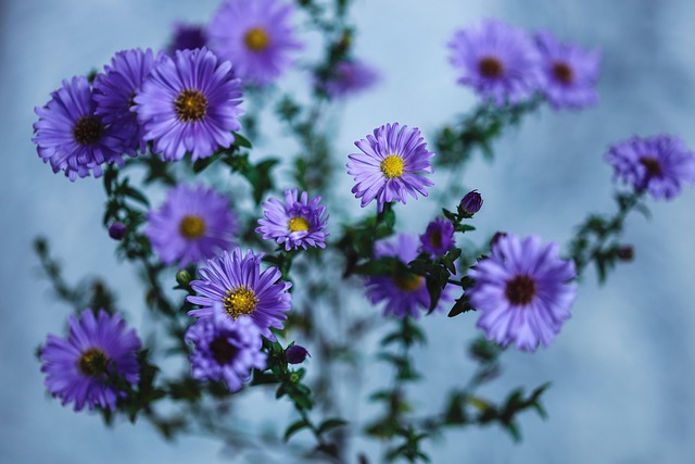 Free Flowers Bouquet photo and picture