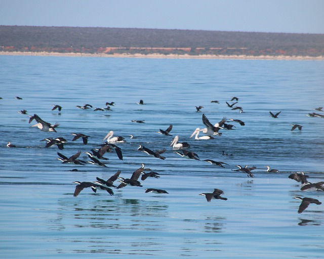 Vögel, Natur, Wellen, Küste, Meer