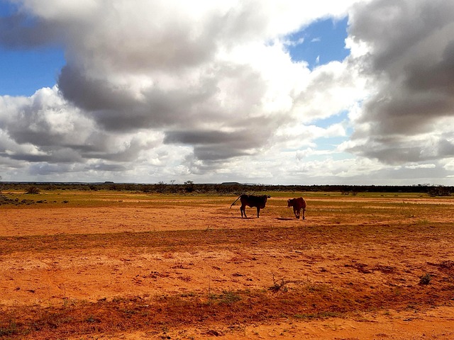 Vieh, Himmel, Wolken, Natur, Landschaft