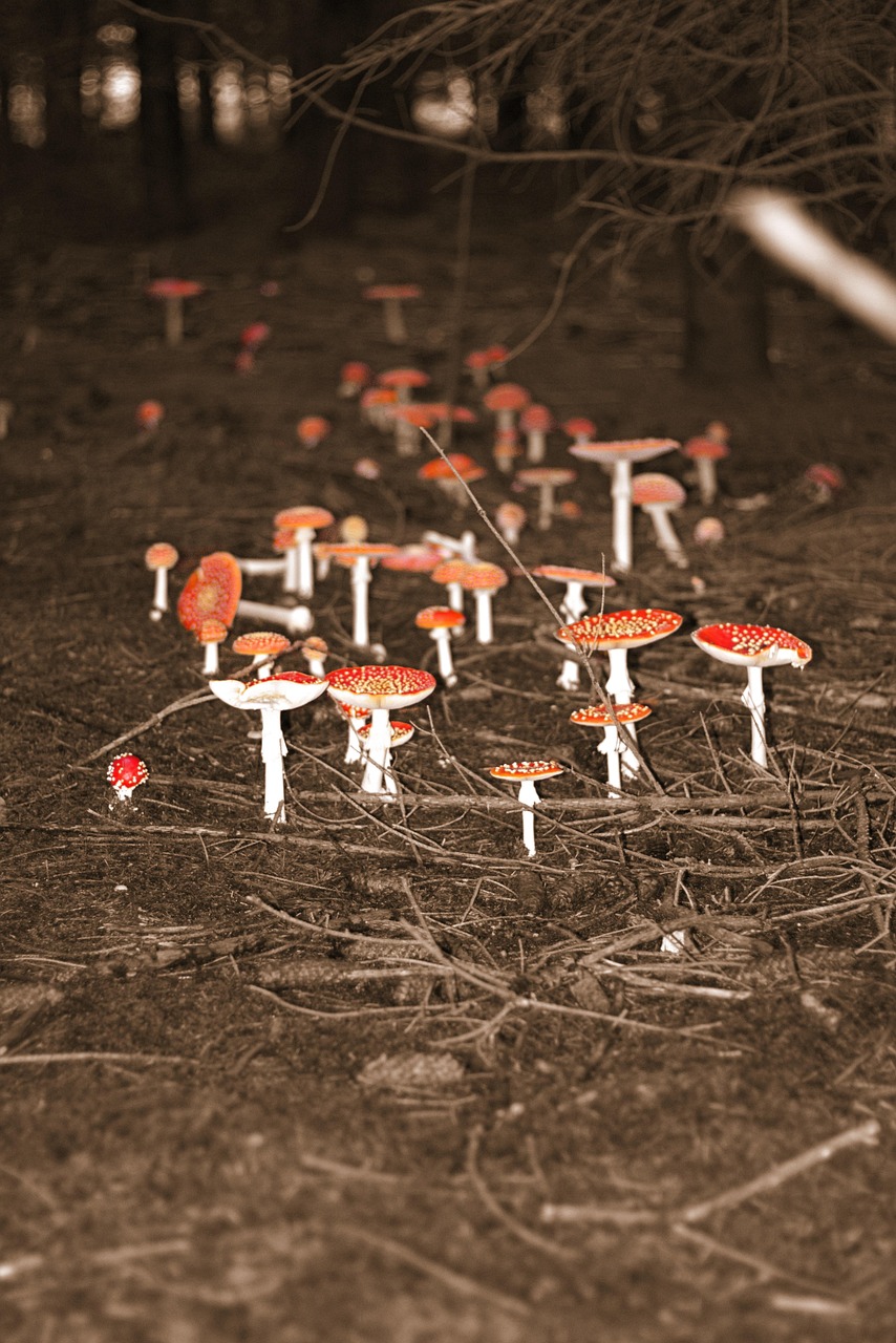 Taza Cerámica Amanita Muscaria - Con Tapa, Diseño Setas, Apta Microondas