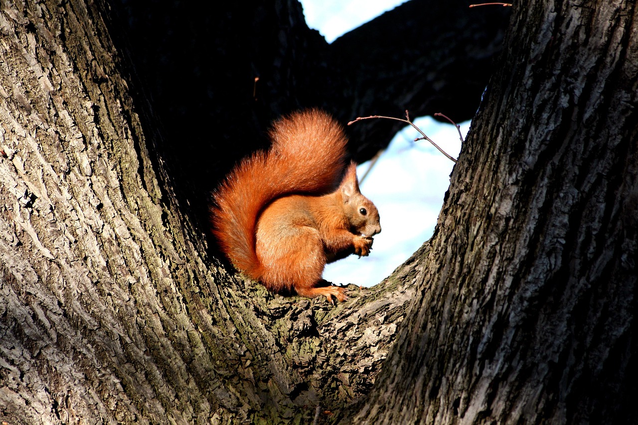 Squirrel Red Mammal Free photo on Pixabay