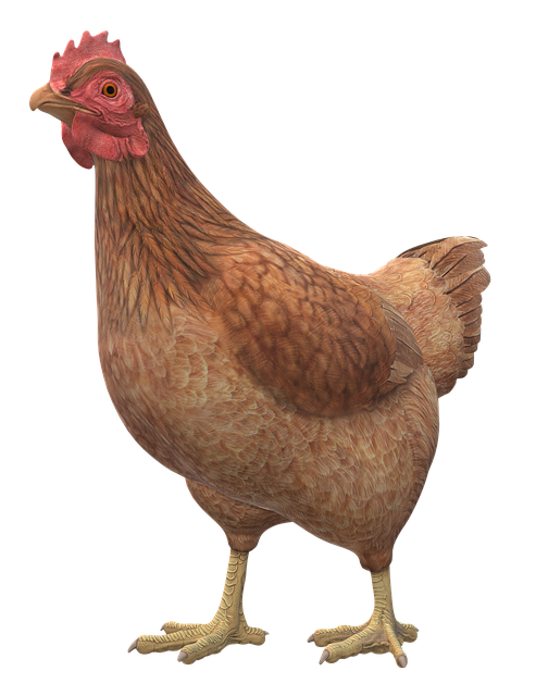 Free chicken animal bird illustration