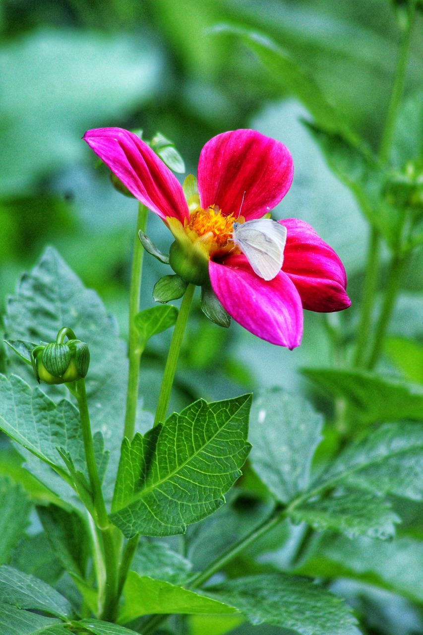 Bloom The Autumn Blooming Free photo on Pixabay