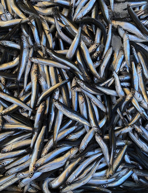 Free Anchovies Fish photo and picture