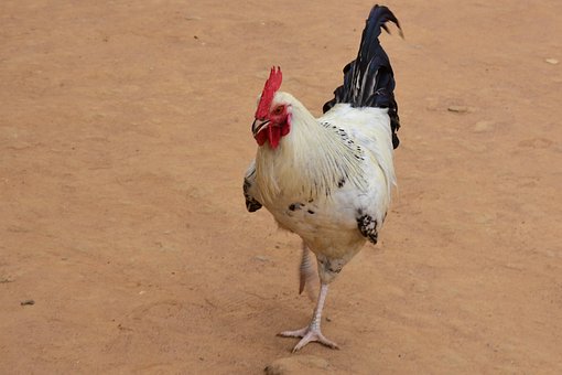 Hähnchen, Erdgeschoss, Bunyakiri, Afrika