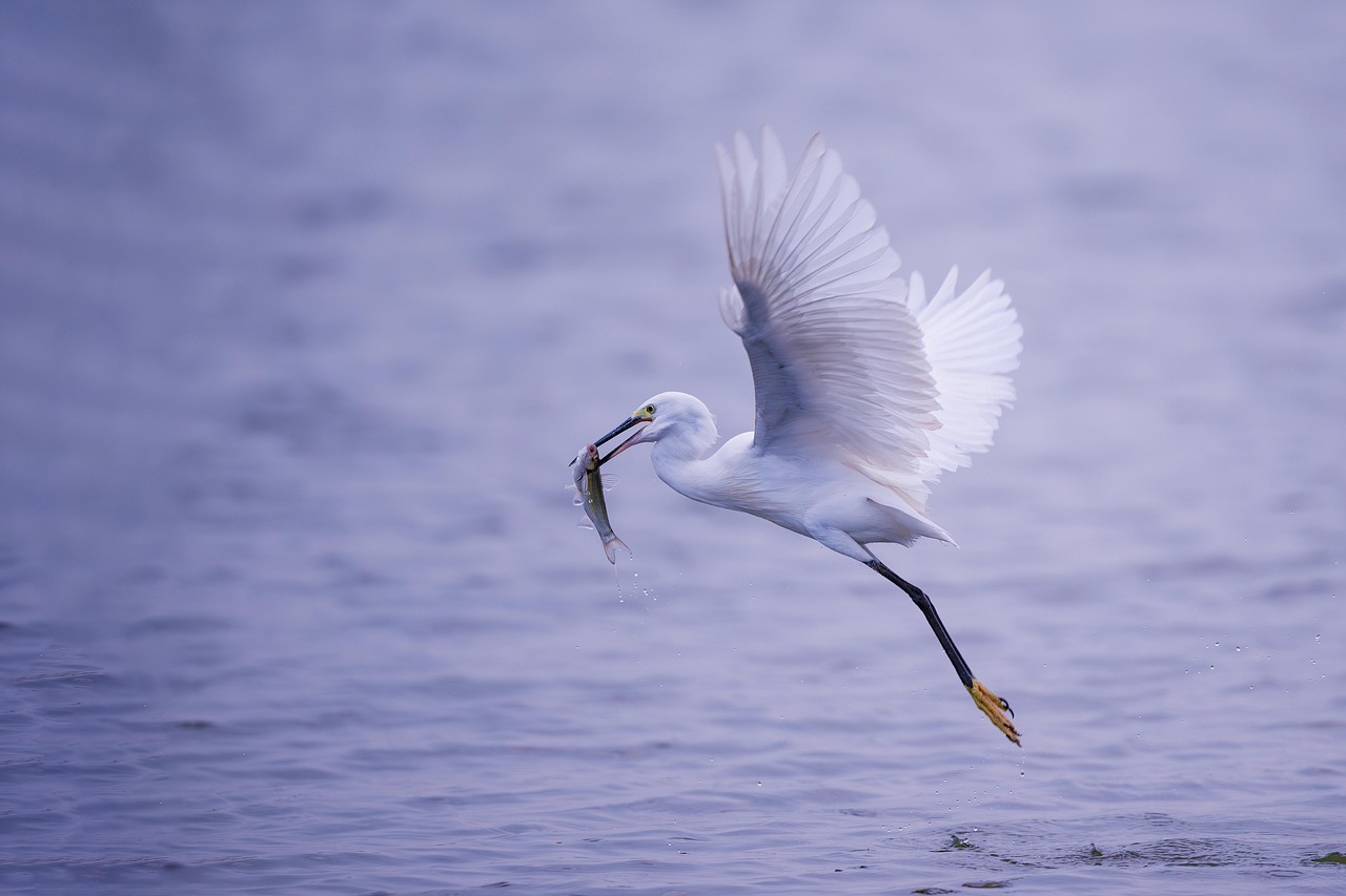 Bird Beak Avian - Free photo on Pixabay