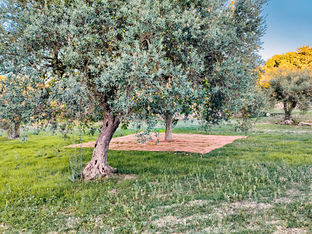 Free Olives Olive Tree photo and picture