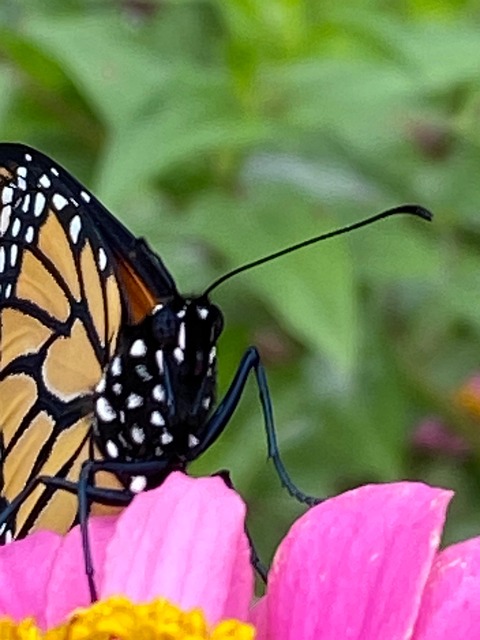 Free Monarch Butterfly photo and picture