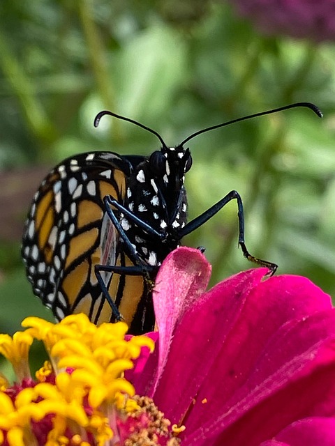 Free Monarch Butterfly photo and picture