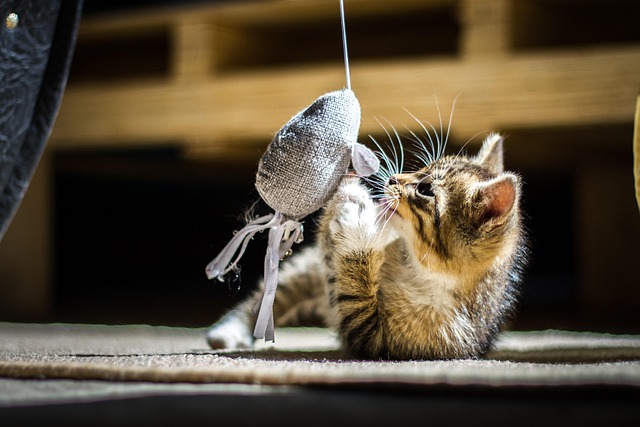 Free Cat Kitten photo and picture