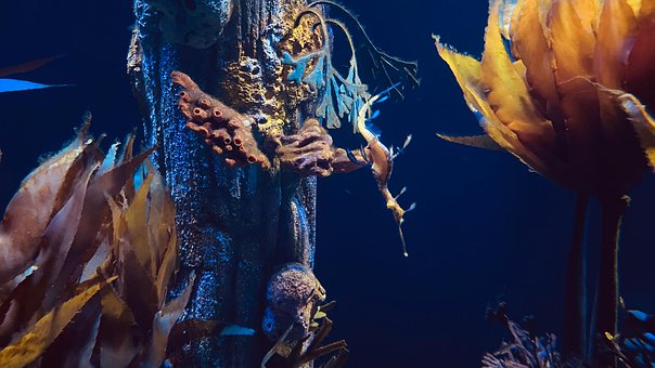 Free Seadragon Ocean photo and picture