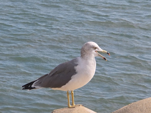 Free Seagull New photo and picture