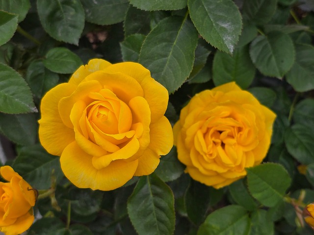 Free Yellow Rose photo and picture