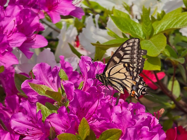 Free Butterfly Tiger Butterfly photo and picture