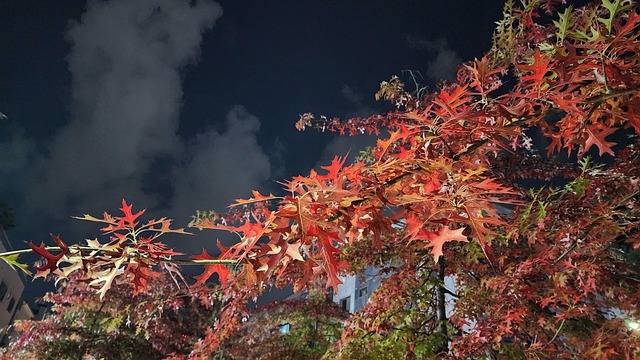Free King Oak Autumn photo and picture