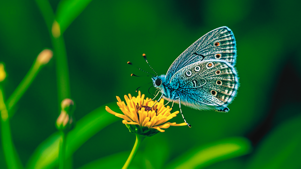 Mariposa, Naturaleza, Insecto, Alas