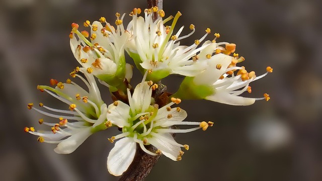 Free Blackthorn Nature photo and picture