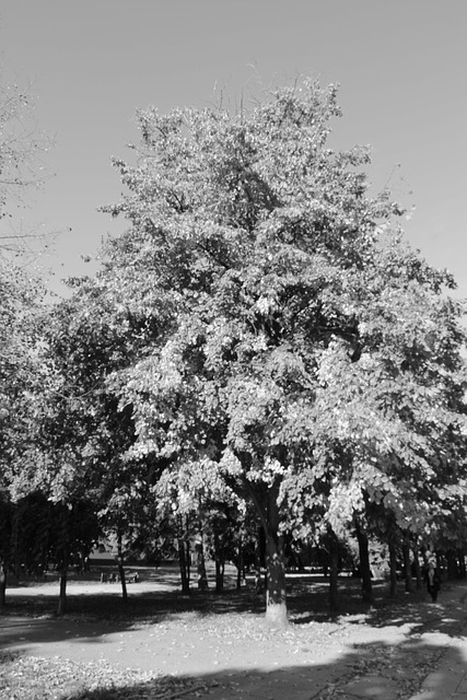 Die Natur, Baum, Wald