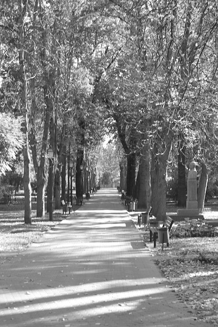 Baum, Der Park, Bank
