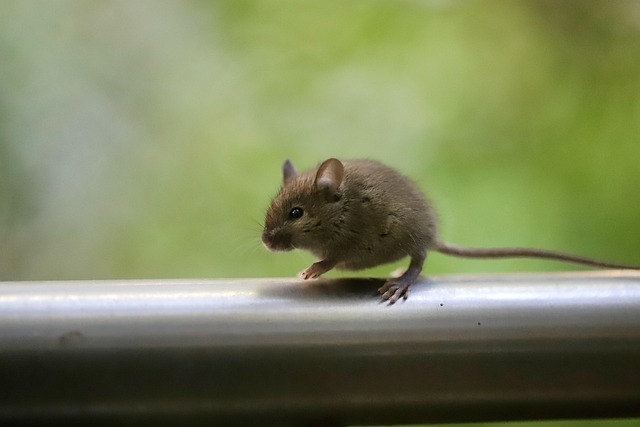 4 000 Free Ugly Mouse Mouse Images Pixabay