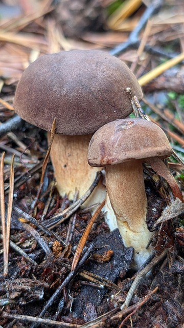 Bay Bolete, Ciupercă, Natură, Pădure