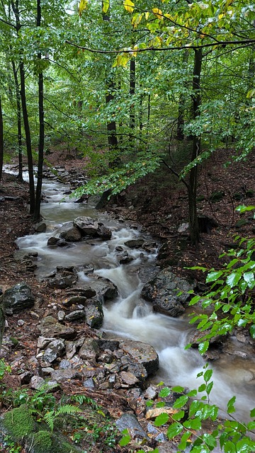 Stream, Peisaj, Râu, Pădure, Natură